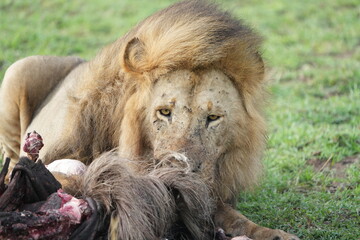male lion (king of the savanna) eating a wildebeest carcass, gnu carcass, in the serengeti national...