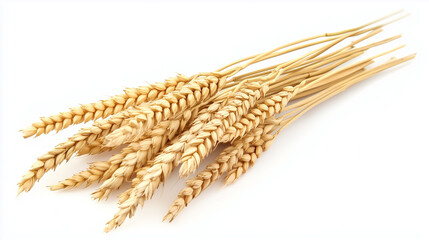 wheat stalks ears on white background