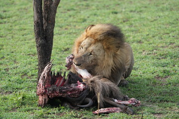 male lion (king of the savanna) eating a wildebeest carcass, gnu carcass, in the serengeti national park tanzania