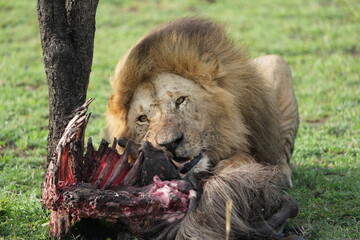 male alpha lion eating and munching on the carcass of a wildebeest, gnu - a very good dinner