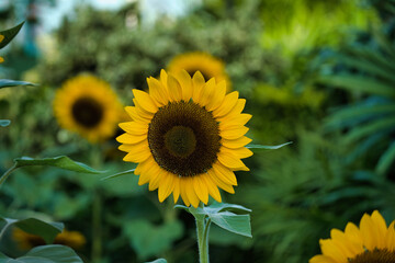 Singapore Changi Airport rooftop Sunflower Garden 