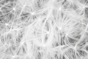 Obraz premium Soft, fluffy dandelion seed head texture, individual wisps catching the light in an intricate, organic pattern.