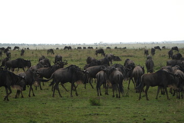Fototapeta premium a herd of gnu / gnus / wildebeest on the plains of the serengeti national park