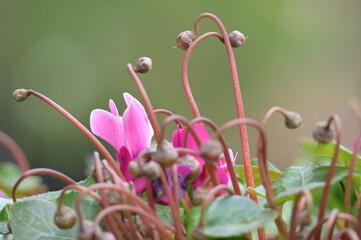 Pink cyclamen flowers with soft green background