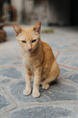 Ginger Kitten