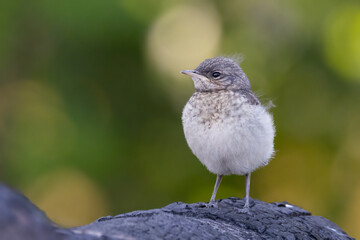 northern wheatear