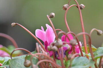 Pink cyclamen flowers with soft green background