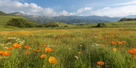 Colorful Wildflower Meadow Landscape