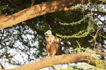portrait of the lappet-faced vulture or Nubian vulture (Torgos tracheliotos) in the morning sun in the serengeti national park tanzania