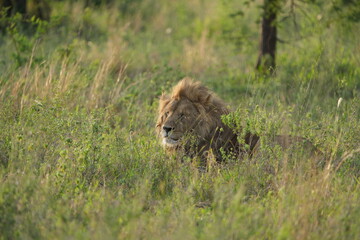 portrait of a male lion laying in the grass in the serengeti national park, wallpaper, happy