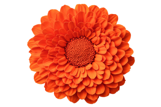 Bright orange flower blooms in full glory