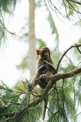 Cute Monkey Sitting on a Tree