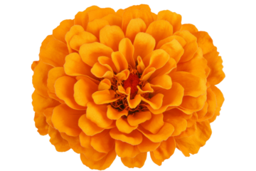 Bright marigold flower in full bloom close up