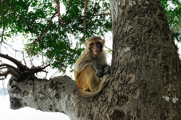 Cute Monkey Sitting on a Tree