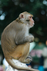 Cute Monkey Sitting on a Tree