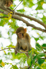 Cute Monkey Sitting on a Tree