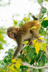 Cute Monkey Sitting on a Tree