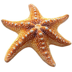 Starfish isolated on transparent background, PNG