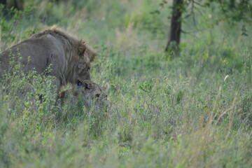 Fototapeta premium Lions Mating in Early Morning Grass, Serengeti National Park, Tanzania