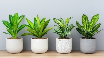 Four vibrant indoor plants in decorative pots sit on a wooden surface against a light gray wall, adding a fresh aesthetic to the space.