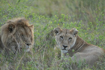 portrait of a male and female lion lying together in the grass in the serengeti in the morning (tanzania, wallpaper idyllic background)