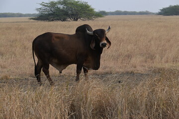 A beautiful fully grown bull is seen in the midst of dried grass land in a forest area