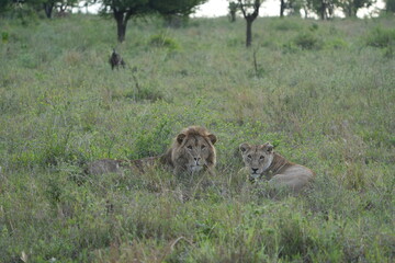 portrait of a male and female lion lying together in the grass in the serengeti in the morning (tanzania, wallpaper idyllic background)