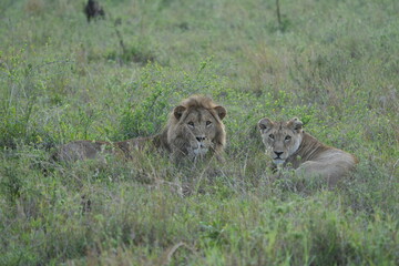 portrait of a male and female lion lying together in the grass in the serengeti in the morning (tanzania, wallpaper idyllic background)