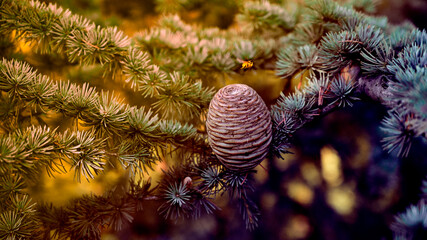 Pine cones