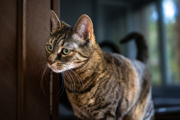 Cat in the room