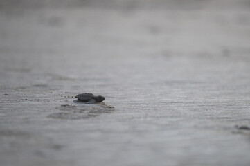 Little baby turtle crawl on beach