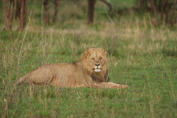 male lion in the grass in the serengeti national park tanzania