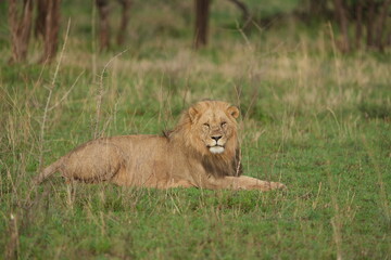 male lion in the grass in the serengeti national park tanzania