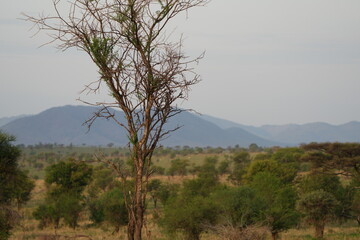 landscape wallpaper view of serengeti national park in the morning