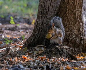 Gray Squirrel munching on Hickory nut. © Terry B