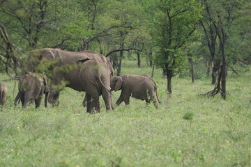 Fototapeta premium herd of elephants walking away from the camera in the serengeti national park tanzania, with baby elephants