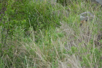 camouflaged leopard hiding with its cub in the serengeti national park in tanzania