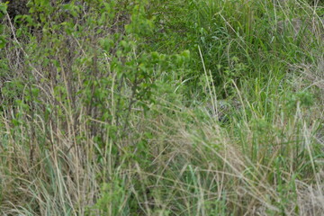 camouflaged leopard hiding with its cub in the serengeti national park in tanzania
