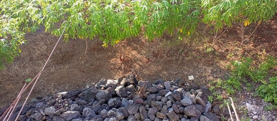 stone and cassava plants combination that is suitable to spoil the eye