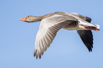 greylag goose