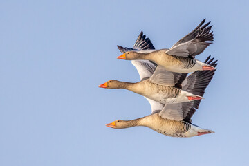 greylag goose