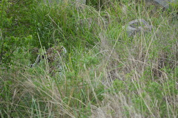 camouflaged leopard hiding with its cub in the serengeti national park in tanzania