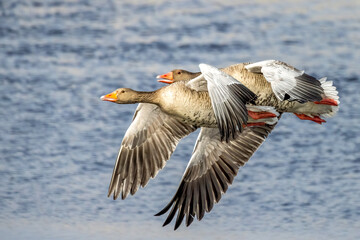 greylag goose