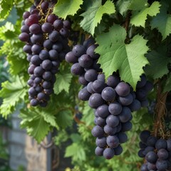 Fototapeta premium Dark purple black grapes on a vine with lush green leafy greens providing contrast , purple, leaves, grapes