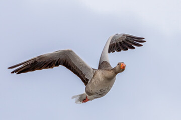greylag goose
