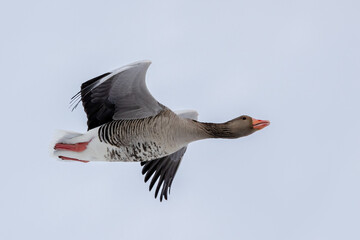 greylag goose