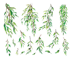 Watercolor set of tree branches with green leaves png. Willow branches on an isolated background. Watercolor botanical green elements for wedding and other designs. Vector illustration. © Narin