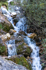 Mountain streams cascade over mossy rocks, surrounded by alpine vegetation, creating a natural and vibrant flow of water in the Dolomites