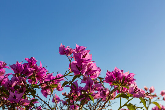 Fleurs de bougainvilliers de couleur fuchsia sur fond de ciel bleu