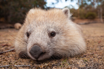 Wild Wombat Australia Tasmania Marsupial. 
Close-up from the left.